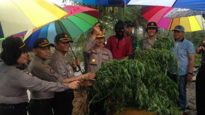  Polisi Temukan ladang ganja di zona merah Gunung Sinabung
