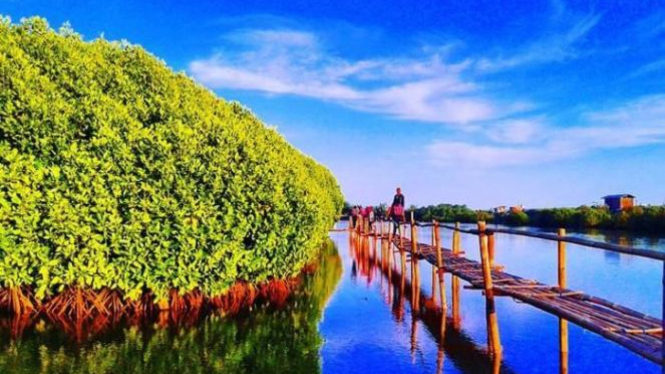 Menyusuri Hutan Mangrove Pantai Congot Kulon Progo Viva