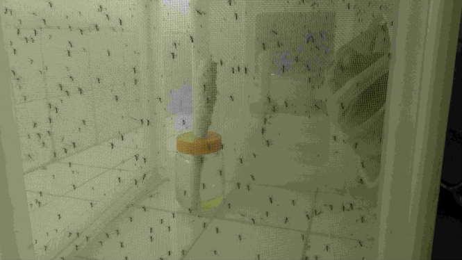 teknologi Batan untuk basmi nyamuk Aedes aegyti