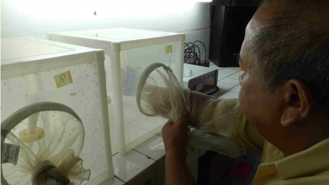 Teknisi laboratorium entomologi Batan memasukkan tangan ke dalam sangkar nyamuk Aedes jantan