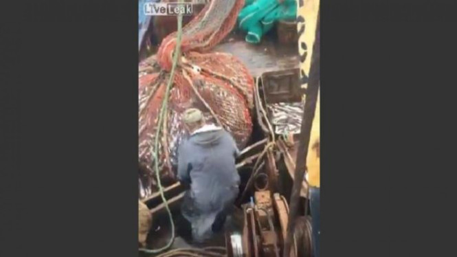 Tangkapan terbesar di jaring nelayan.