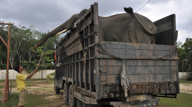 Reubicación del elefante Sumatra