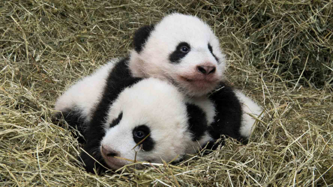 Melihat Perkembangan Bayi Panda Kembar 