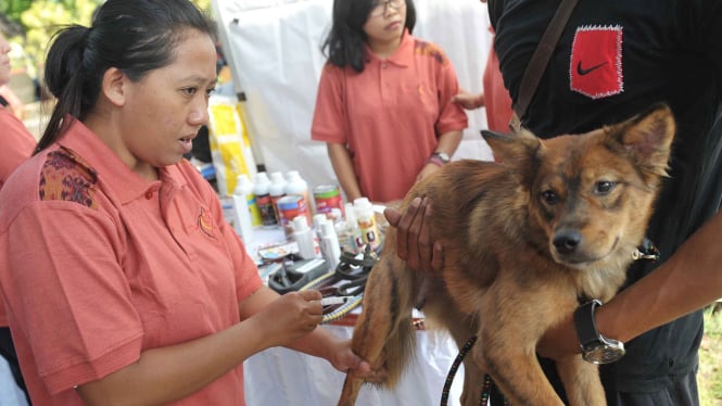 Pemandulan Hewan Cegah Rabies di Bali