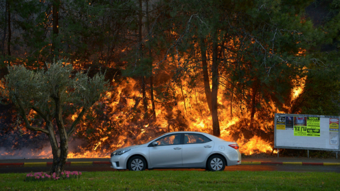 Mobil melewati pohon yang terbakar di Haifa, Israel, 24 November 2016.