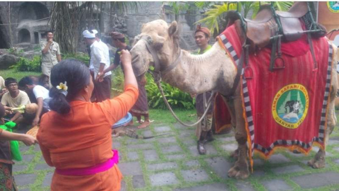 Seekor Unta milik Bali Safari and Marine Park saat didoakan dalam prosesi upacara Tumpek Kandang, Sabtu (26/11/2016). 