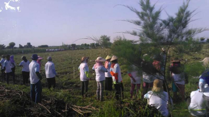 Lokasi Hari Menanam Pohon di Tuban yang dihadiri Presiden Jokowi