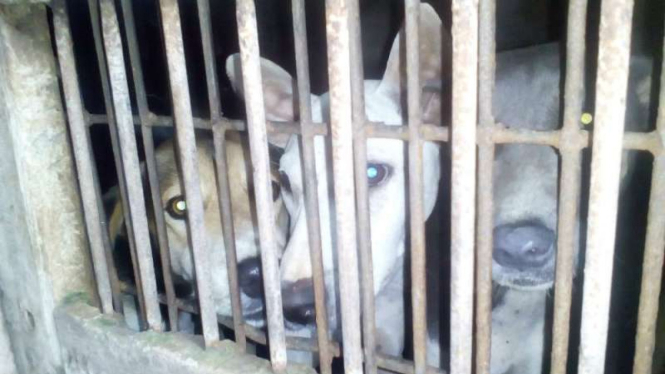 Anjing-anjing sebelum dipotong untuk dikonsumsi sebagai makanan sate atau tongseng di Yogyakarta pada Selasa, 29 November 2016.