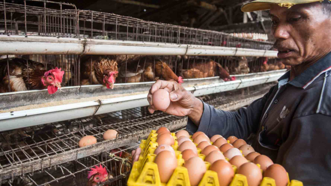 Melihat Sentra Budidaya Ayam Pelung