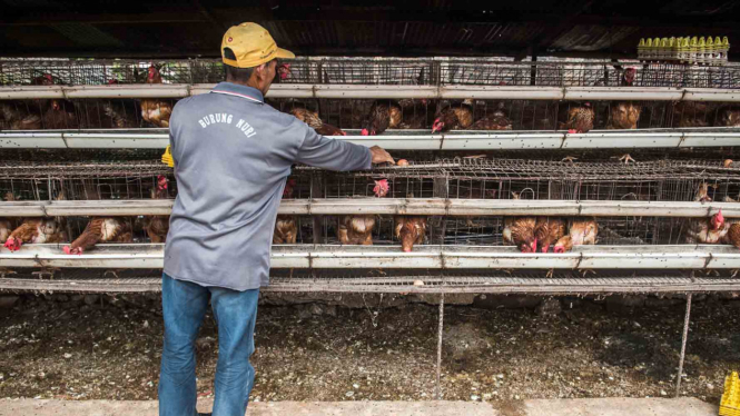 Melihat Sentra Budidaya Ayam Pelung