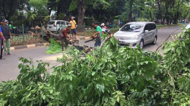 Dinas Pertamanan tangani pohon tumbang