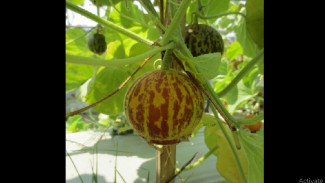 UGM Olah Buah Melon Jadi Pembunuh Nyamuk