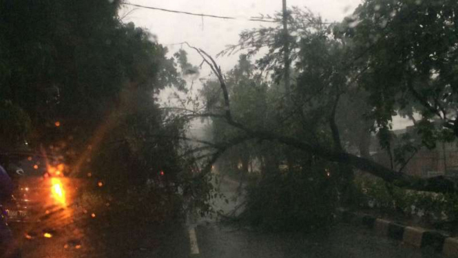 Pohon tumbang di Jalan Radin Intan, Duren Sawit, Jakarta Timur.