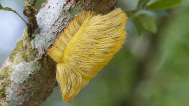 Ulat bulu di hutan pedalaman Amazon ini dianggap mirip rambut Donald Trump.