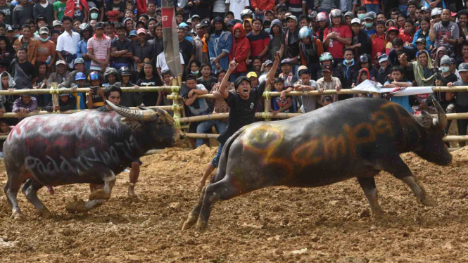 Hasil gambar untuk tedong silaga