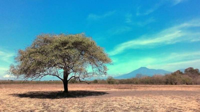 Taman Nasional Baluran Berlibur Di Afrika Nya Indonesia Viva