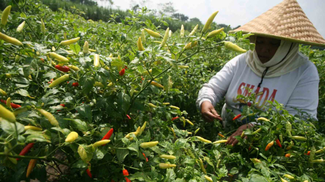 Kenaikan Harga Cabai di Sejumlah Daerah