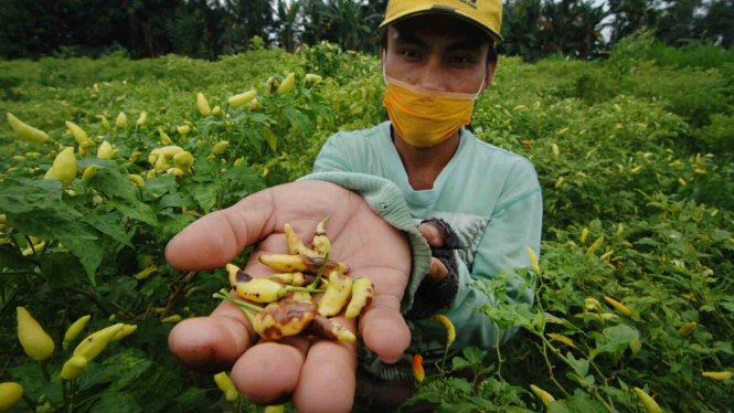 Petani cabai.