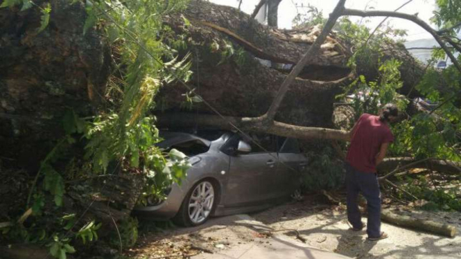Pohon tumbang di Jalan Balai Kota Medan, Sumatera Utara, melukai sejumlah orang dan menimpa dua mobil dan sepeda motor pada Senin, 9 Januari 2017.