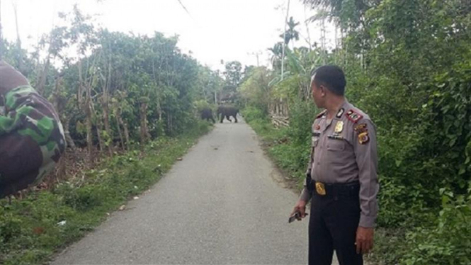  Kawanan gajah liar yang mengepung permukiman warga di dua desa di Kecamatan Mila Kabupaten Pidie Aceh, 