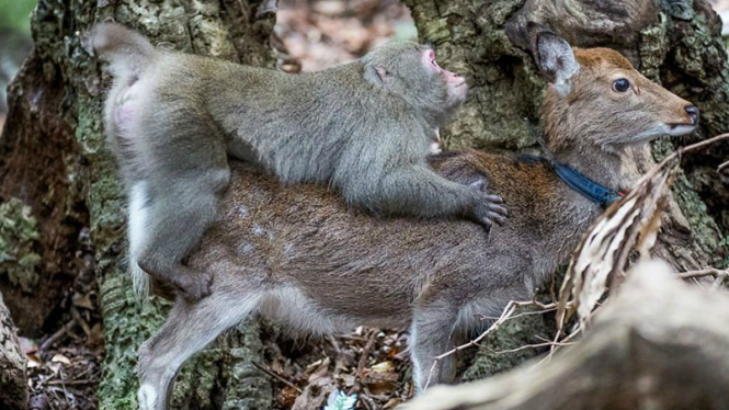 Monyet macaque mengawini paksa rusa Sika 