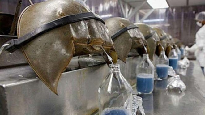 Medical use of horseshoe crab