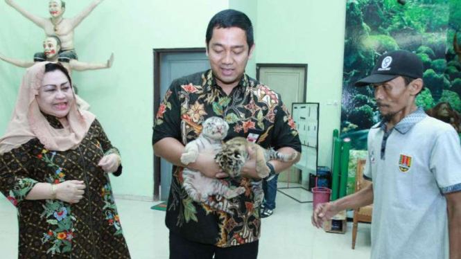 Wali Kota Semarang, Hendrar Prihadi, menggendong tiga bayi harimau Benggala koleksi di Kebun Binatang Mangkang pada Sabtu, 14 Januari 2017.