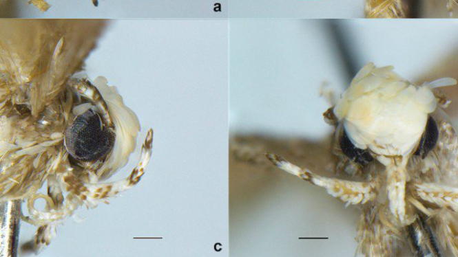Spesies baru ngengat bernama Neopalpa donaltrumpi