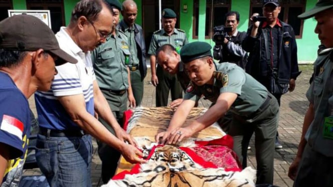 Penangkapan pelaku perdagangan kulit Harimau Sumatera di Sumatera Selatan, Selasa (24/1/2017)