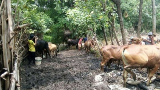 Paksa Sapi Minum Air Berember-ember, Pedagang Dibekuk