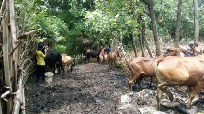 Para pedagang sapi di Pasar Hewan Desa Kalimas Situbondo ketahuan sedang memaksa sapi-sapi mereka untuk meminum air hingga berember-ember, Senin (23/1/2017)
