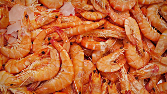 Udang.