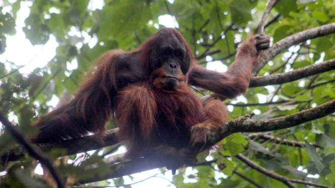 Soltura de orangotango no Parque Nacional Gunung Leiser