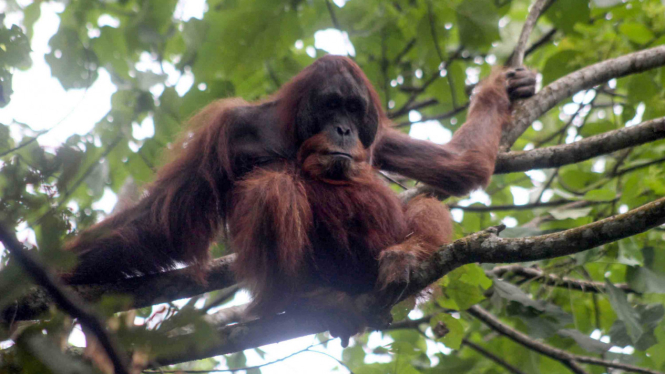 Pelepasliaran Orangutan di Taman Nasional Gunung Leuser