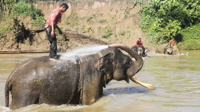 Ternyata Gajah Lebih Cerdas Dari Yang Kita Duga