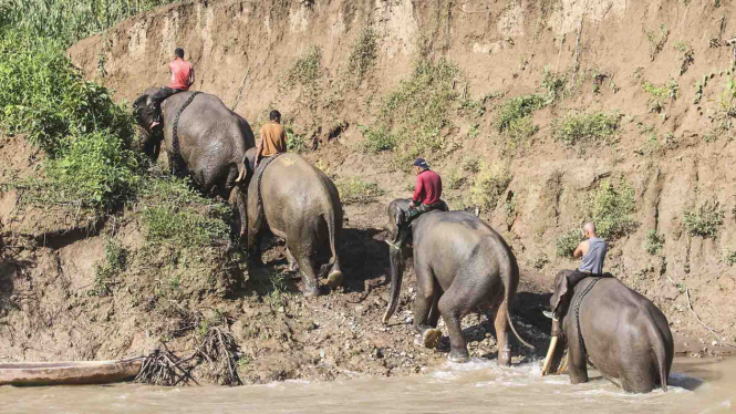 Patroli Gajah Sumatera di Aceh untuk membantu menghalau gajah liar yang masuk ke permukiman warga.