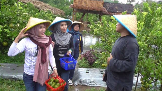 Wisata Jeruk di Garut, Jawa Barat