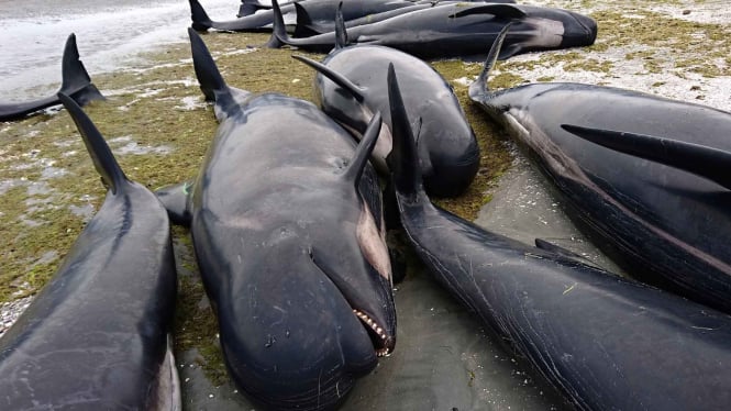 Ratusan Ikan Paus di Laut Selandia Baru