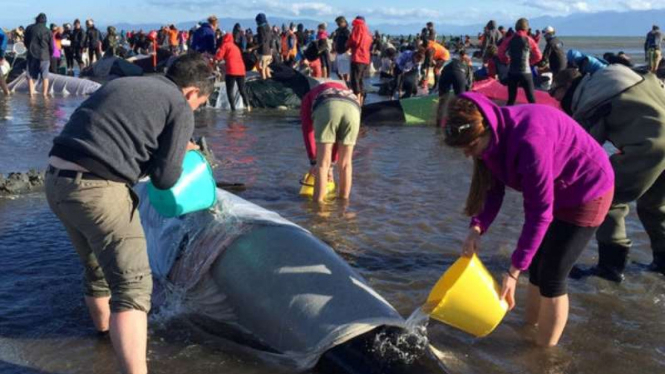 Relawan berusaha menyelamatkan paus yang terdampar di pantai Selandia Baru.