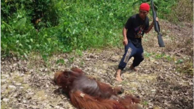 Pelaku pembunuhan dan pembantaian orangutan di Kalimantan Tengah