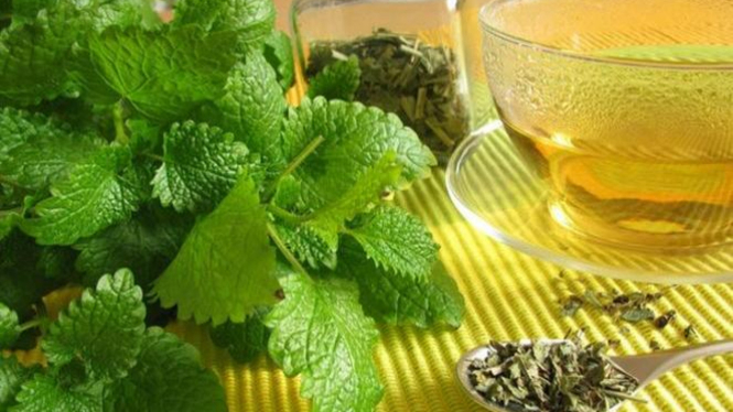 Ilustrasi herbal lemon balm (foto u-report)