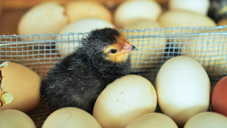 Penggunaan Antibiotik pada Hewan juga Bisa Picu Resistensi