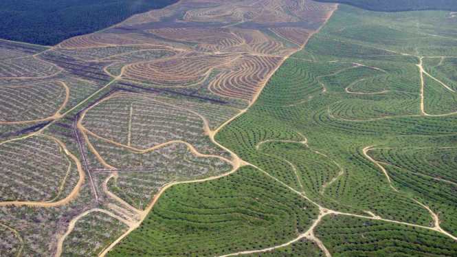 Penyusutan Hutan Alam Akibat Deforestasi