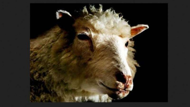 Dolly, seekor domba hasil eksperimen kloning.
