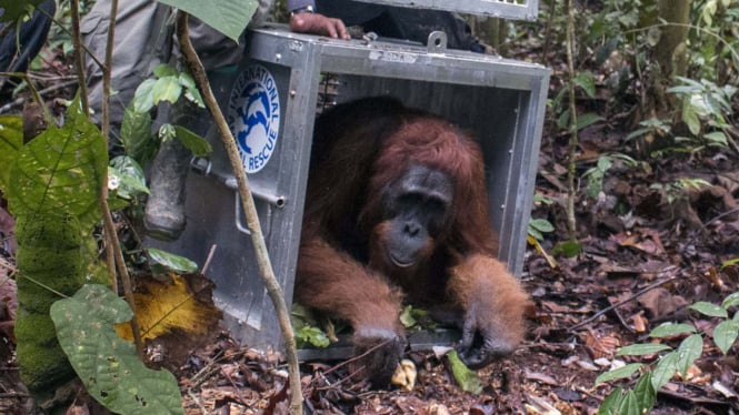 Ilustrasi/Pelepasaliaran orangutan di kawasan hutan Kalimantan