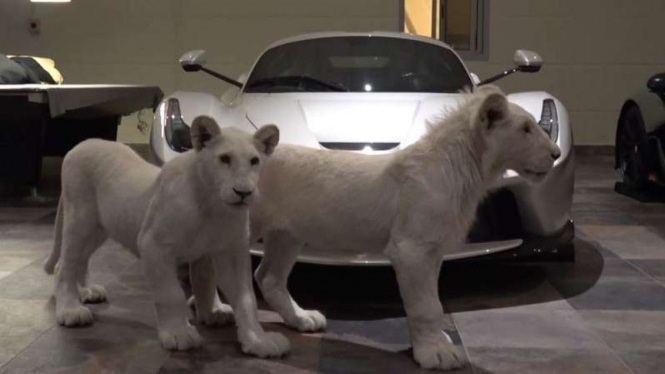 Mobil mewah yang dijaga dua ekor singa putih.