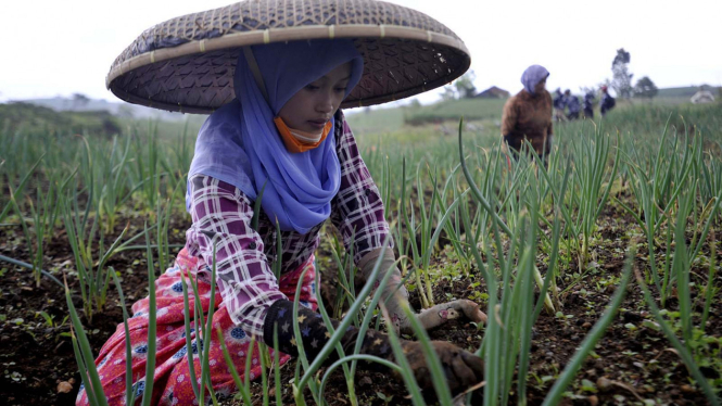 Permintaan Daun Bawang