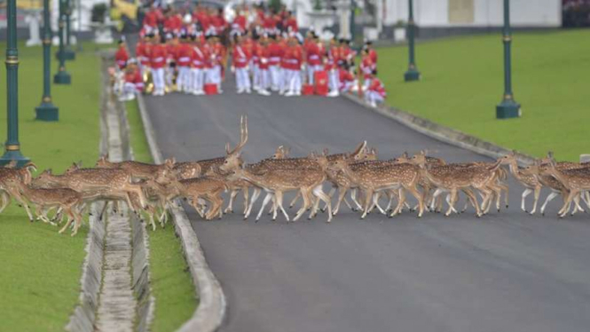 Kawanan rusa di Istana Kepresidenan Bogor
