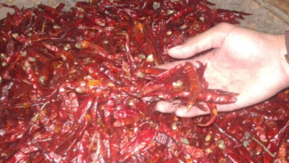 Cabai Impor Mulai Masuk Pasar, Diduga dari China