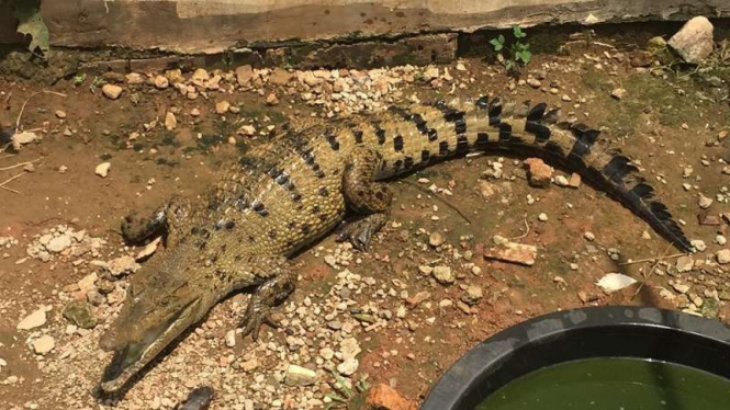 Seekor buaya ikut menjaga Rutan Cilondong